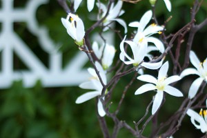Dekoidee: Centerpiece-Bäumchen