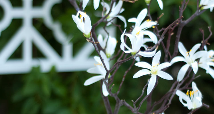 Dekoidee: Centerpiece-Bäumchen