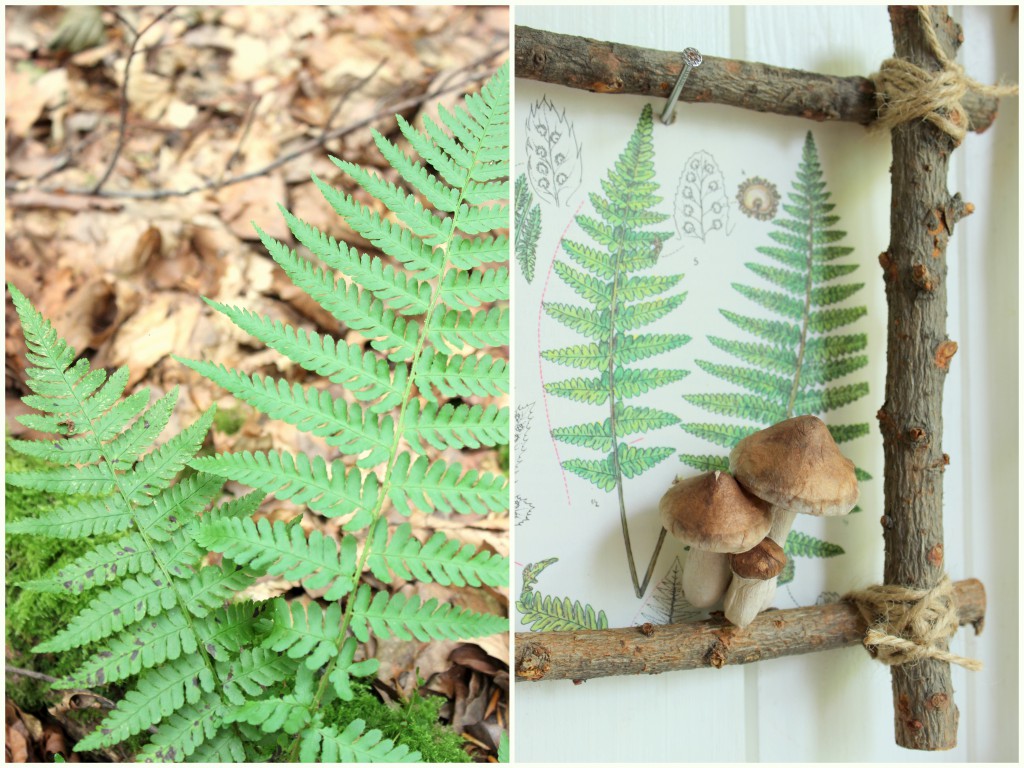 Bilderrahmen aus dem Wald 14