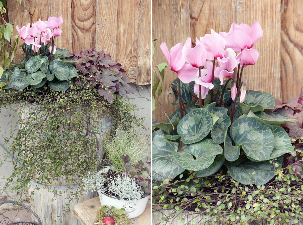 Herbstdekoration fuer Hof und Garten - 22