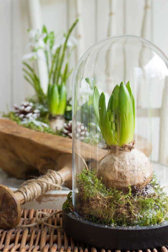 Frühlingshafte Grüße im Winter (1)