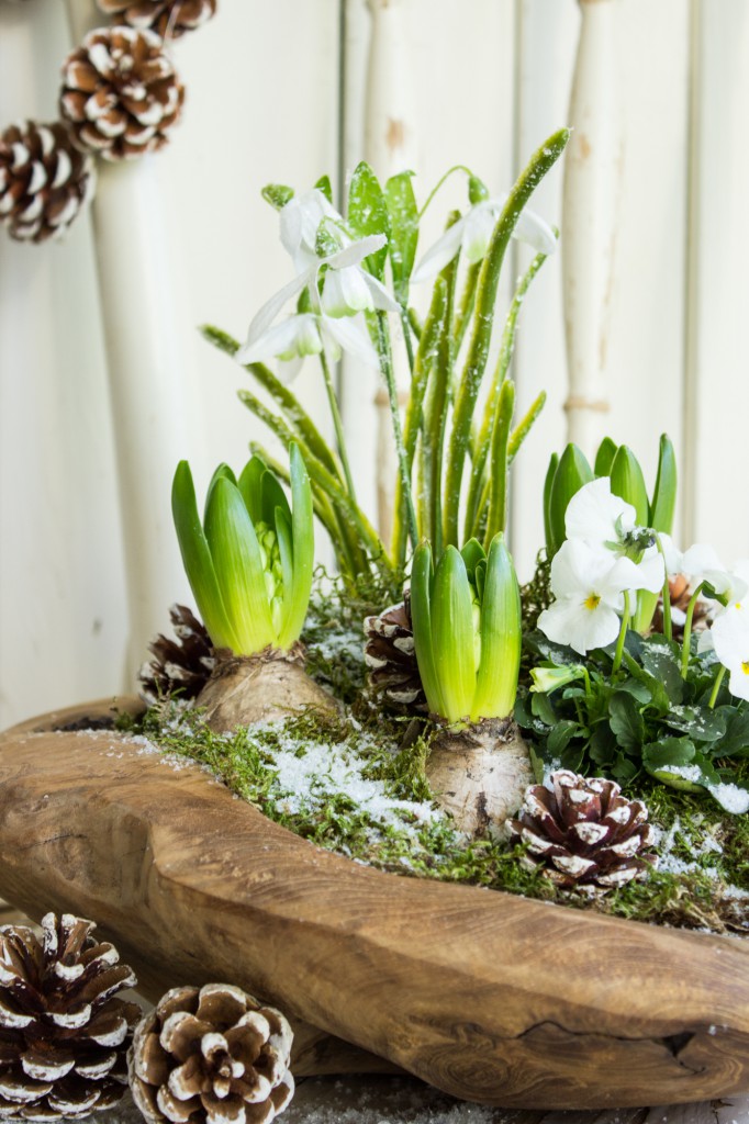 Frühlingshafte Grüße im Winter