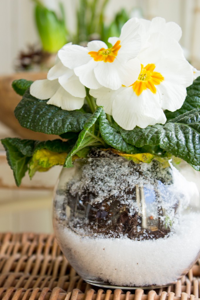 Frühlingshafte Grüße im Winter