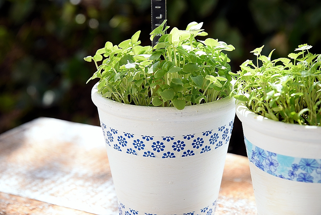 Frische-Krauter-selber-zuechten 2k