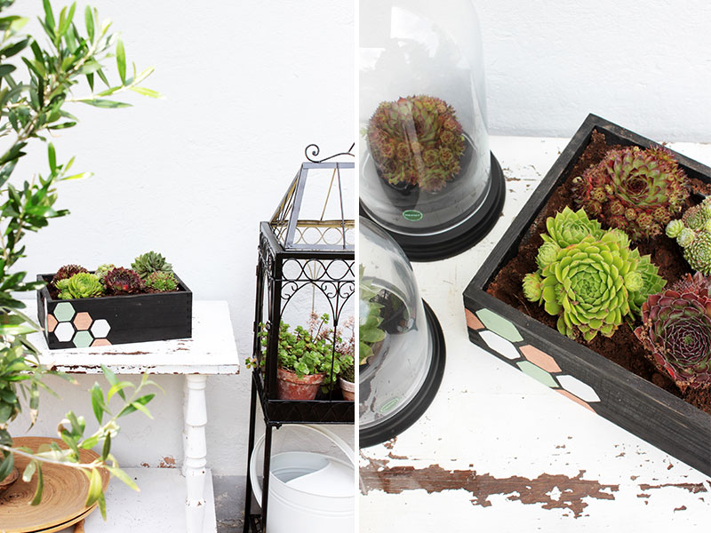 DIY-Blumenkasten-mit-Sukkulenten