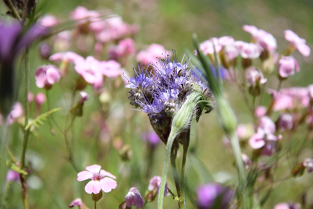 DIY-Blumenschaukel 30k