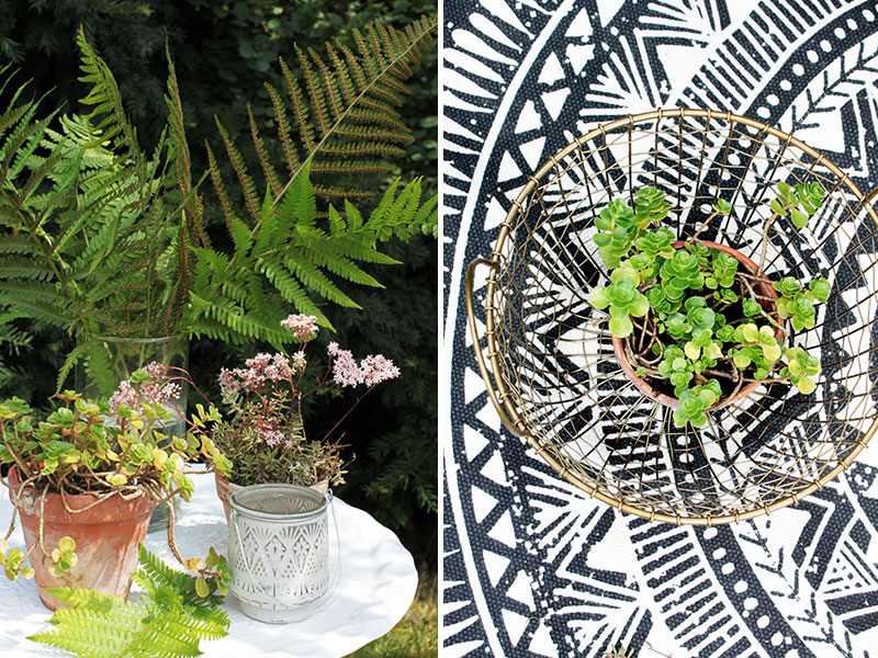 Sukkulenten-als-Outddorpflanzen