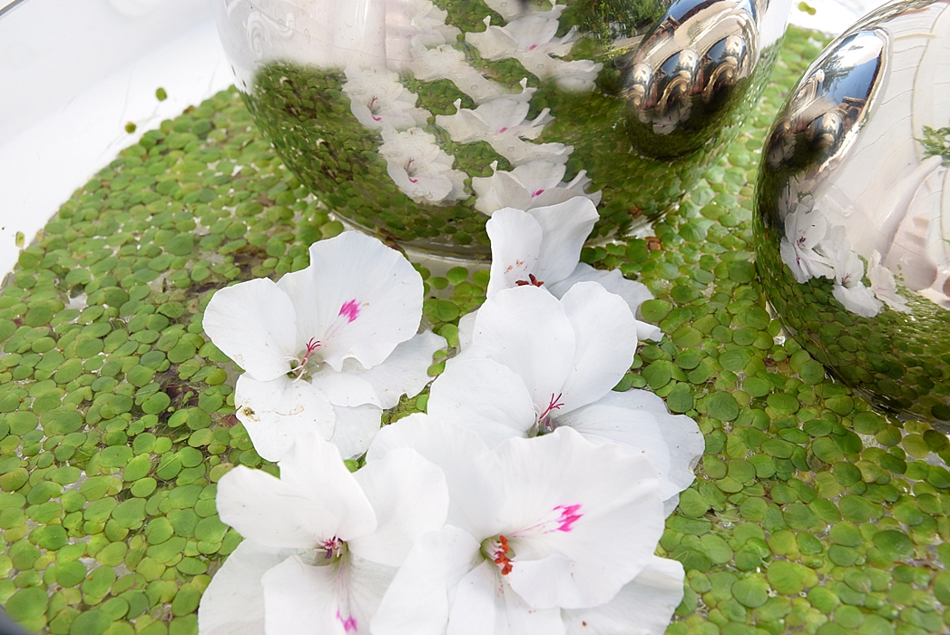 dekoidee-metallkugeln-in-schwimmschale-dekoriert-mit-pflanzen-1k