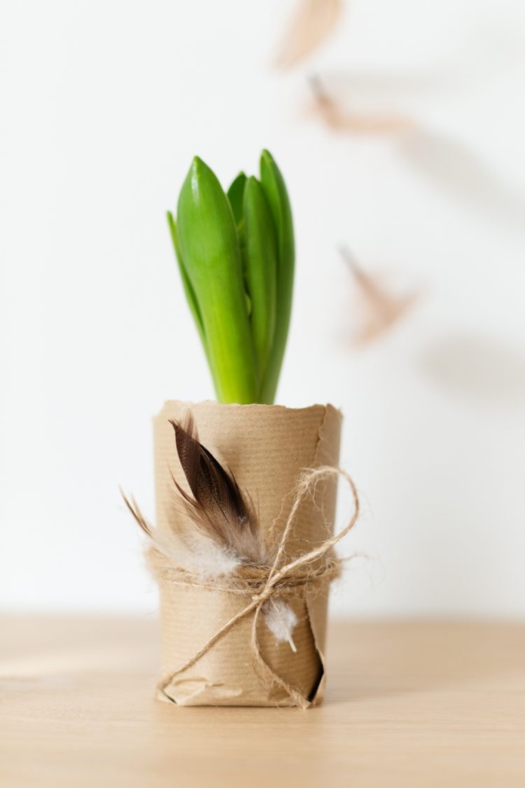 Dekoidee mit Blumenzwiebeln 