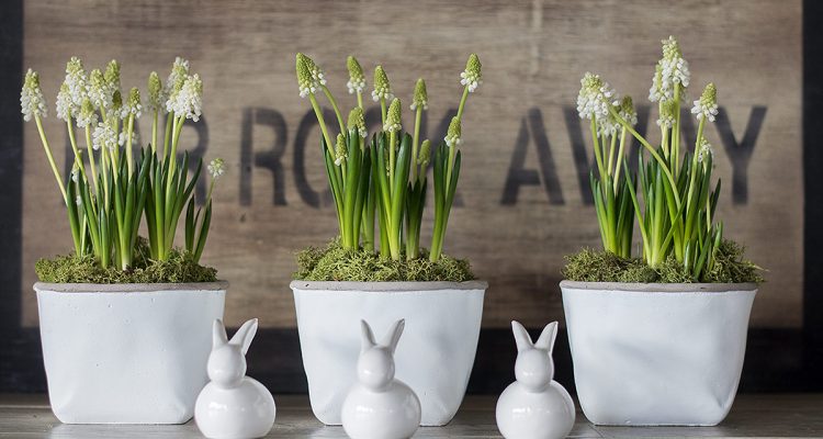 moderne Osterdeko mit Perlhyazinthen und Porzellanhasen von DEPOT