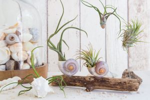 Dekorative Kombi - Air Plants mit Strandgut