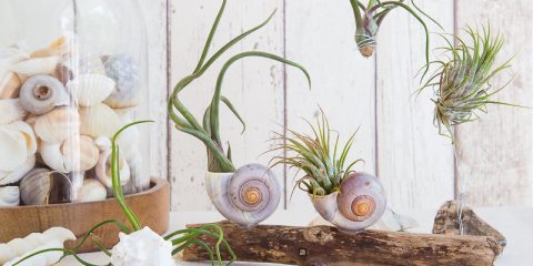 Dekorative Kombi - Air Plants mit Strandgut