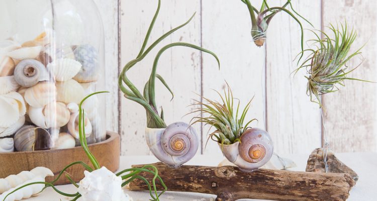 Dekorative Kombi - Air Plants mit Strandgut