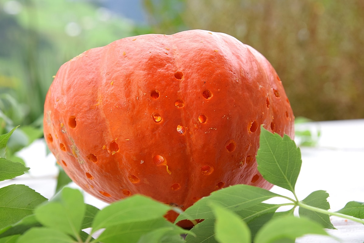 stimmungsvolle-herbstdeko-mit-kuerbissen 2k-min