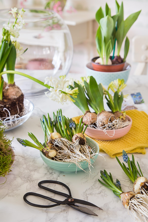 Frühlingserwachen - mit Blumenzwiebeln dekorieren