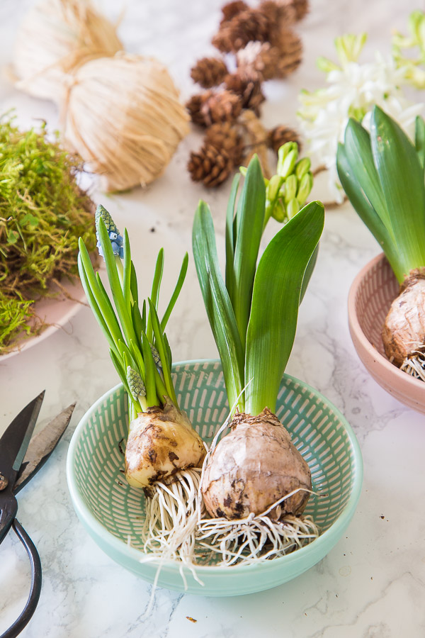Frühlingserwachen - mit Blumenzwiebeln dekorieren