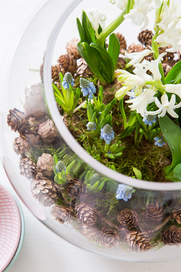 Frühlingserwachen - mit Blumenzwiebeln dekorieren