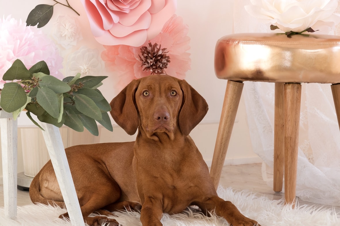 Flowerwall als Fotohintergrund.