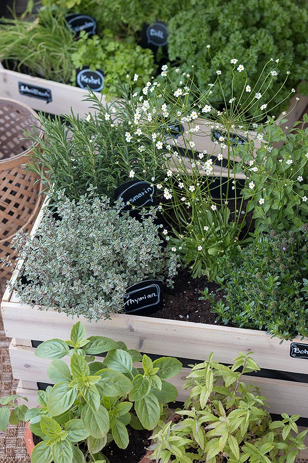 Blumen zwischen den Kräutern verschönern den Kräutergarten in Holzkisten