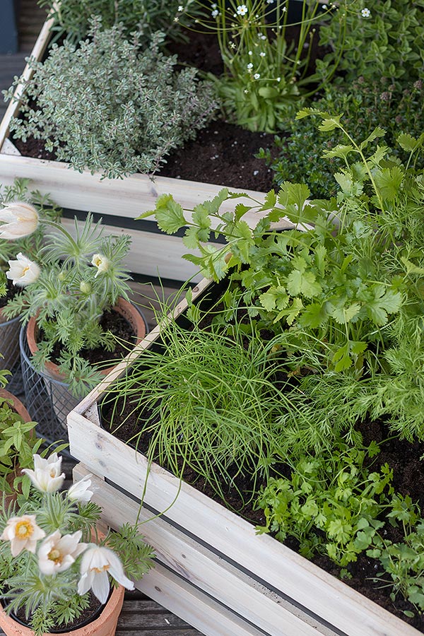 Kräuter mit den gleichen Ansprüchen in jeweils eine Holzbox pflanzen