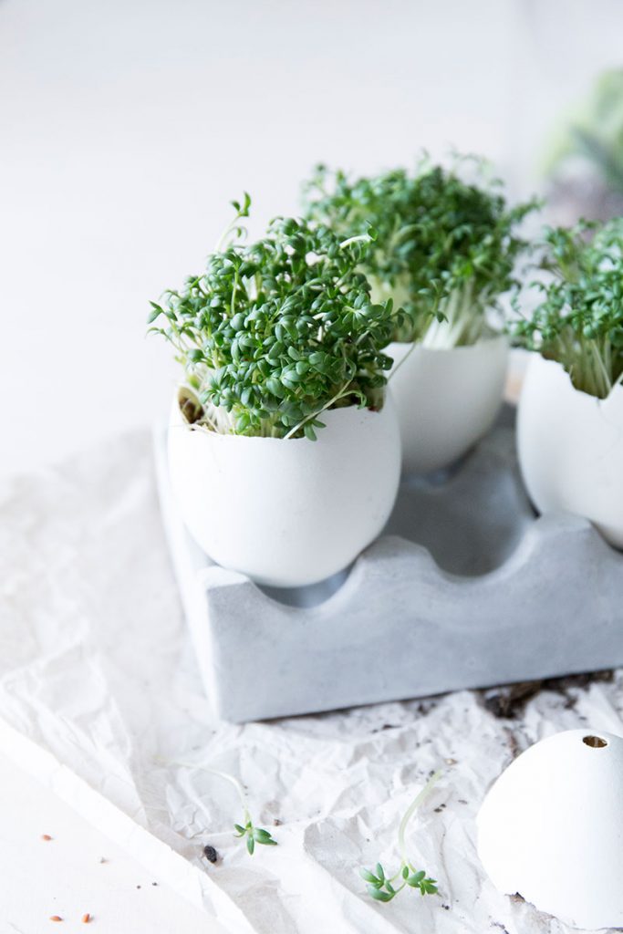 Kresse Aussaht in Eierschalen