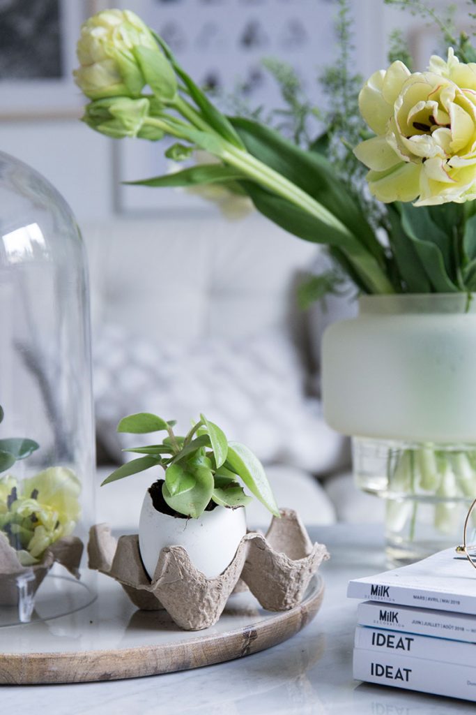 mini-sukkulenten-in-eierschalen-einpflanzen