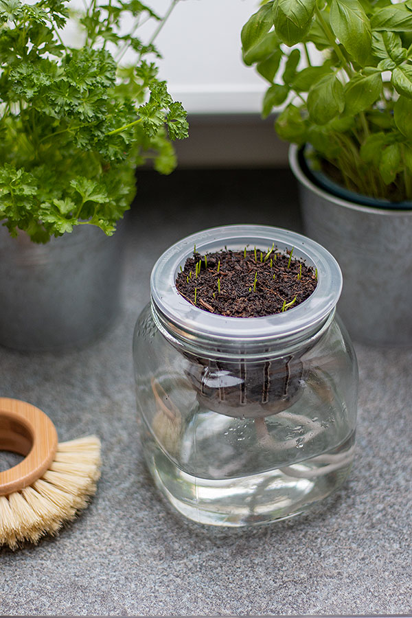 Kräuter selber ziehen für mehr Nachhaltigkeit in der Küche