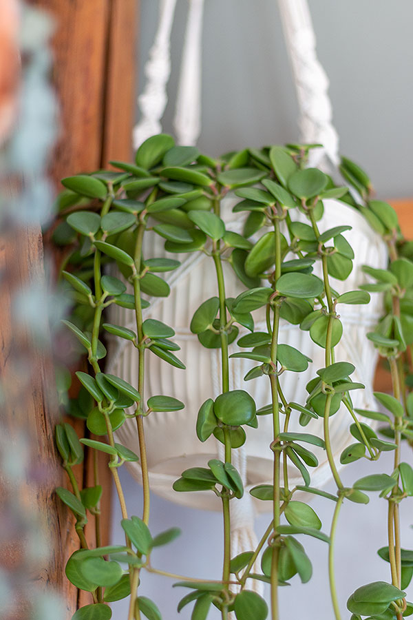 Hängepflanze Peperomia tetraphylla 'Hope' für den Urban Jungle Look
