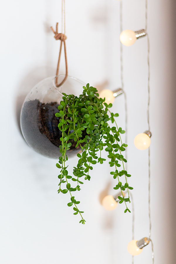 Peperomia hoffmannii in Hängevase von DEPOT