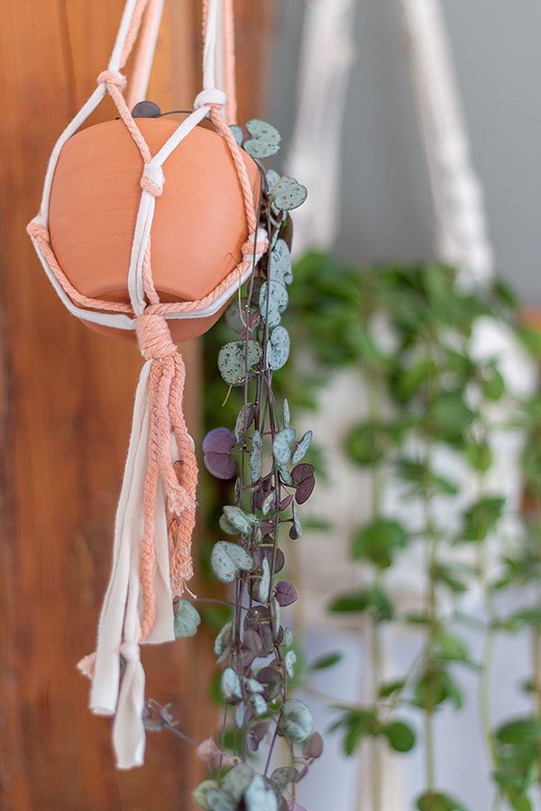 Leuchterblume in Blumenampel Makramee von DEPOT