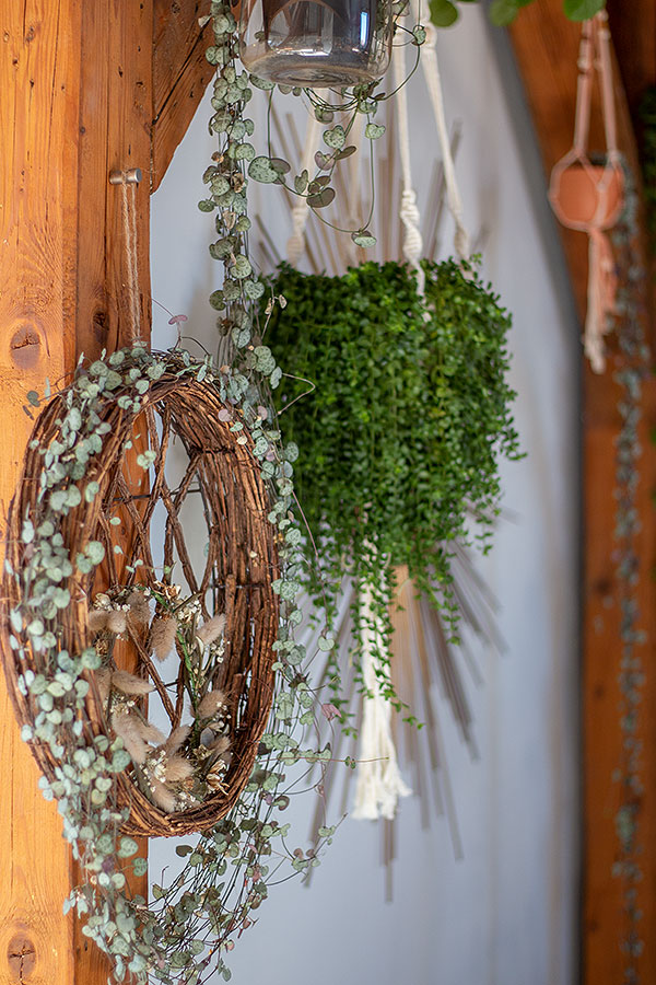 Urban Jungle Look mit Leuchterblume und Peperomia hoffmannii